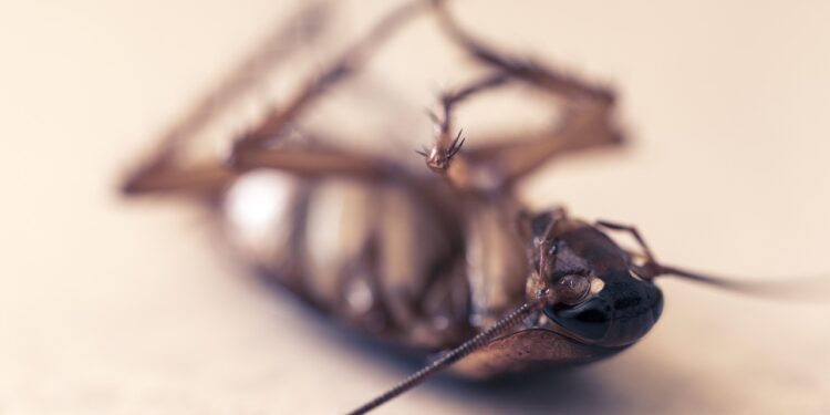 Estas 3 falhas comuns estão convidando baratas para invadir sua cozinha