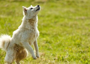 O que significa quando o seu cachorro não obedece, segundo os especialistas