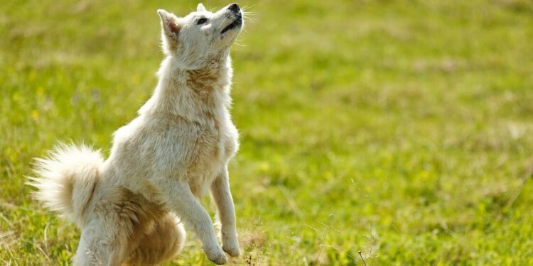 O que significa quando o seu cachorro não obedece, segundo os especialistas