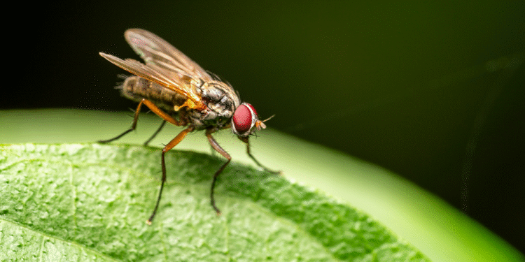 Pesquisadores descobrem novo animal que está exterminando insetos no Brasil