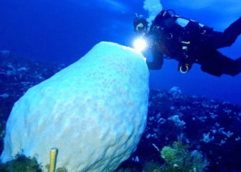 Animal mais velho do mundo tem 2 metros de altura, 15 mil anos e vive no gelo