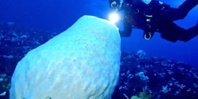 Animal mais velho do mundo tem 2 metros de altura, 15 mil anos e vive no gelo