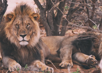 Três signos terão estabilidade amorosa a partir de outubro de 2025