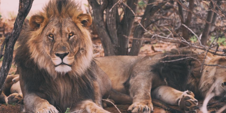 Três signos terão estabilidade amorosa a partir de outubro de 2025