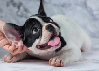 O que significa quando o cachorro lambe a própria pata?