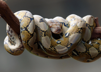 Vídeo: Cobras enormes protagonizam “luta de UFC” em telhado e aterrorizam moradores na Austrália