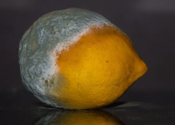 Cortar o mofo do alimento e consumir só o pedaço limpo é realmente seguro?