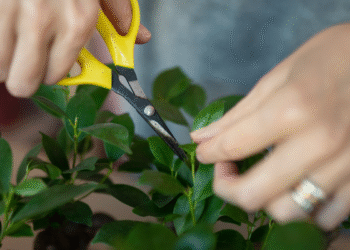 É possível que as plantas sintam dor quando são cortadas? Nova pesquisa levanta a suspeita