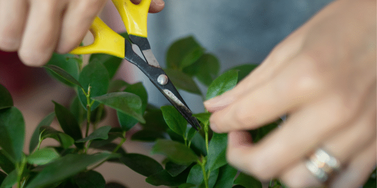 É possível que as plantas sintam dor quando são cortadas? Nova pesquisa levanta a suspeita