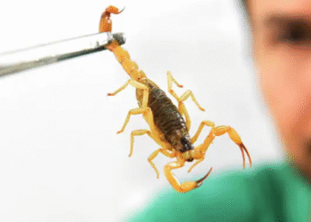 Escorpião mais perigoso do planeta vive no Brasil e é atraído pela planta que você tem em casa