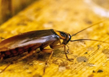 Esqueça as baratas na cozinha: essa é a fruta que as afasta