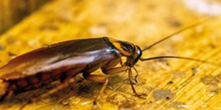 Esqueça as baratas na cozinha: essa é a fruta que as afasta