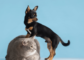 Existem sinais que indicam que o animal não está feliz com seu dono ou sua casa