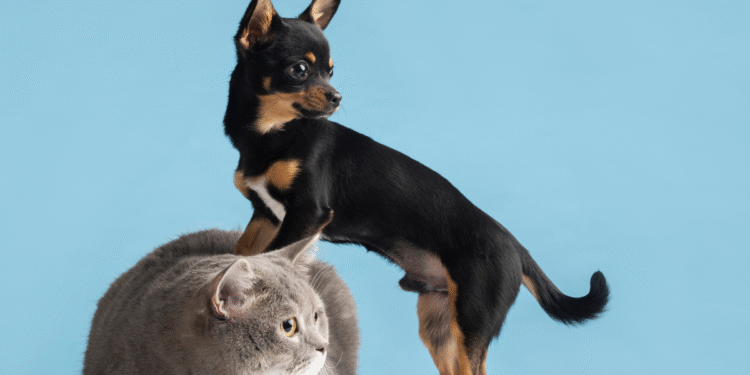 Existem sinais que indicam que o animal não está feliz com seu dono ou sua casa