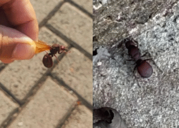 Formigas gigantes infestam cidade no Sul do Brasil e preocupam moradores