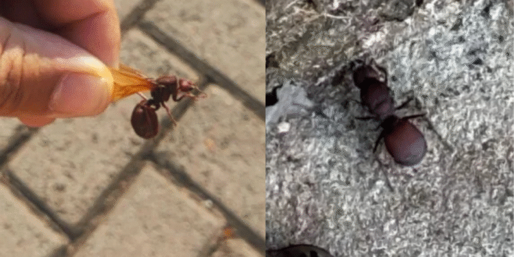 Formigas gigantes infestam cidade no Sul do Brasil e preocupam moradores