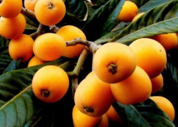 Pouca gente conhece, mas esse fruto pode regenerar o seu fígado, e rápido!