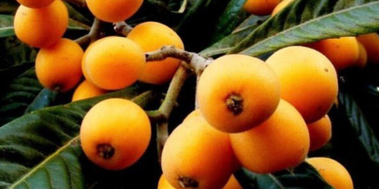 Pouca gente conhece, mas esse fruto pode regenerar o seu fígado, e rápido!