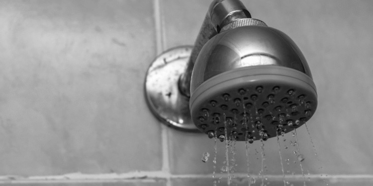 Maioria dos brasileiros não sabem, mas o chuveiro da casa pode estar sendo o lar desse ser vivo assustador