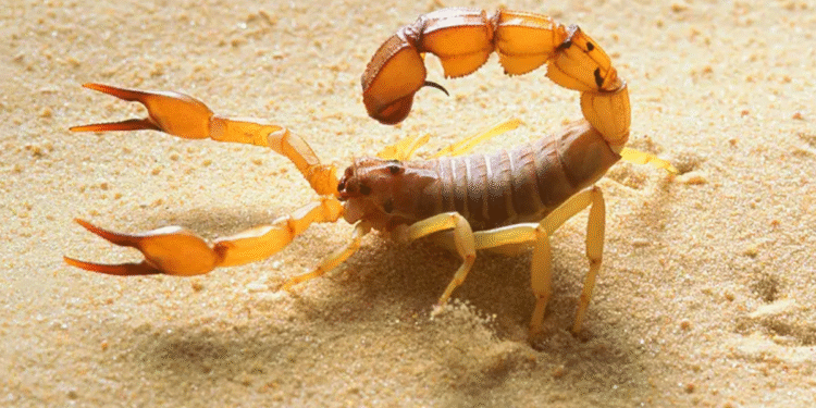 O animal mais mortífero do Brasil pode estar rondando a sua casa agora mesmo