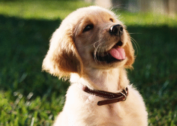 O que seu cachorro sente quando você fala com ele em tom de bebê, segundo os especialistas