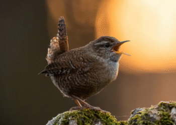 Pássaros têm comportamento estranho durante eclipse solar; entenda