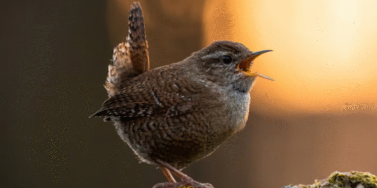 Pássaros têm comportamento estranho durante eclipse solar; entenda