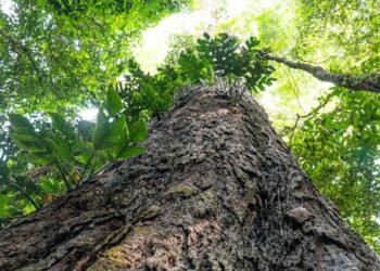 Por que as árvores da Amazônia estão ficando gigantes? Entenda os riscos