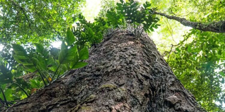 Por que as árvores da Amazônia estão ficando gigantes? Entenda os riscos