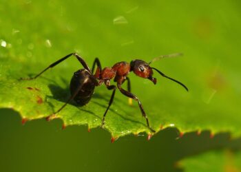 Adeus às formigas no jardim: qual é a fruta que as afasta e como usá-la
