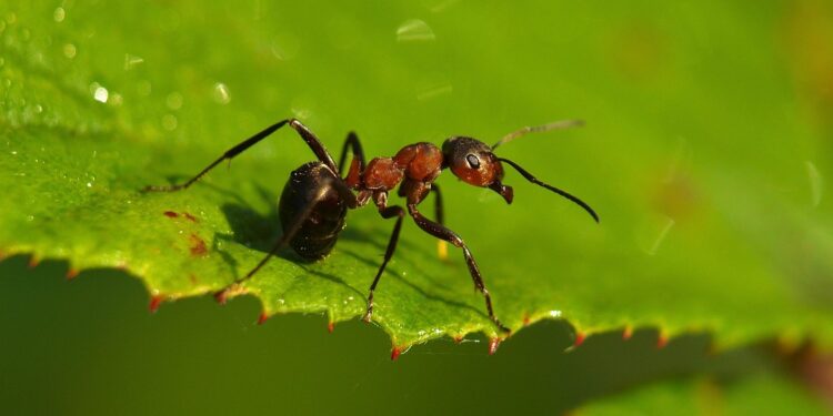 Adeus às formigas no jardim: qual é a fruta que as afasta e como usá-la
