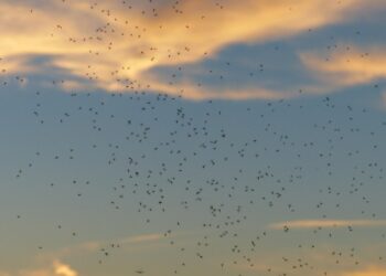 Mosquitos apareceram em um país onde nunca existiram em toda a história do planeta