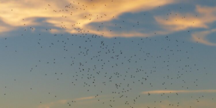 Mosquitos apareceram em um país onde nunca existiram em toda a história do planeta