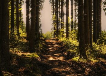 Ficamos chocados com o que acabou de ser descoberto em floresta no Pará