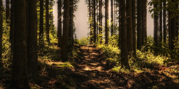 Ficamos chocados com o que acabou de ser descoberto em floresta no Pará