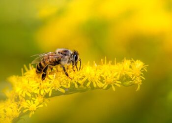 Abelha gigante que estava extinta há 44 anos reaparece e impressiona pelo tamanho