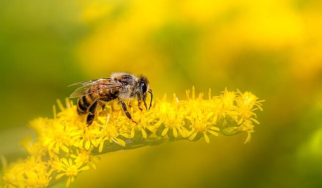 Abelha gigante que estava extinta há 44 anos reaparece e impressiona pelo tamanho