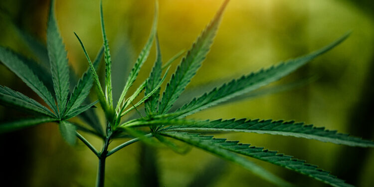 Novo estudo bombástico explica como a maconha pode “salvar” a vida de vários idosos