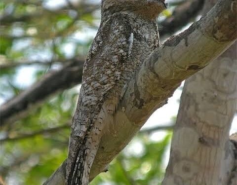 Ave quase invisível reaparece no Brasil e causa espanto entre moradores