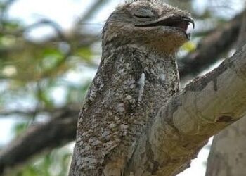 Ave quase invisível reaparece no Brasil e causa espanto entre moradores