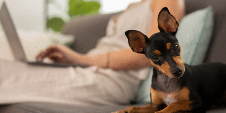 Donos de animais de estimação podem sofrer multa de até R$ 10 mil