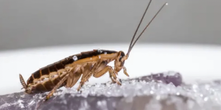 Esse alimento comum na casa de brasileiros espanta baratas naturalmente