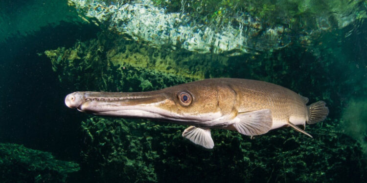 Criatura de 150 milhões de anos reaparece viva e deixa cientistas sem resposta