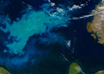 Organismo oceânico que produz metade do oxigênio da Terra está diminuindo