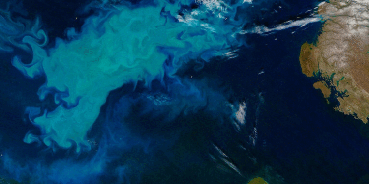 Organismo oceânico que produz metade do oxigênio da Terra está diminuindo