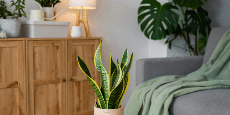 Plantas que são lindas e ótimas para colocar dentro de casa