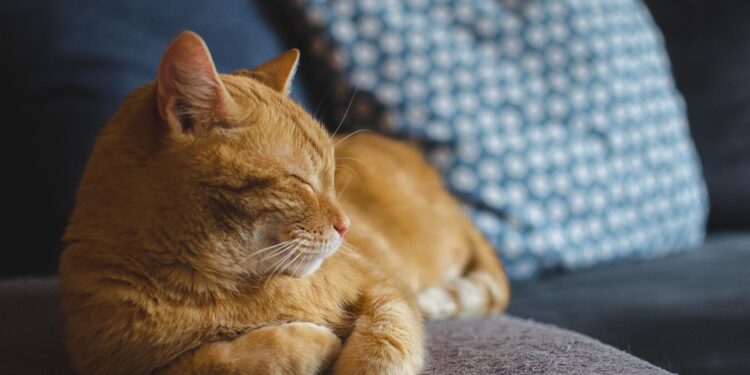 O que significa falar com cães e gatos, de acordo com a psicologia