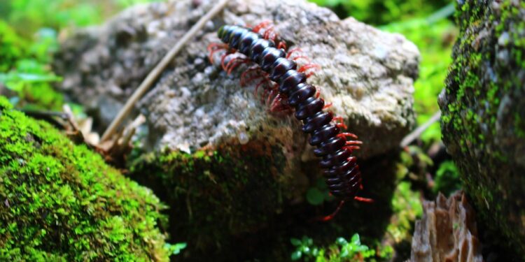 O que significa ter lacraias por toda a sua casa, segundo especialistas