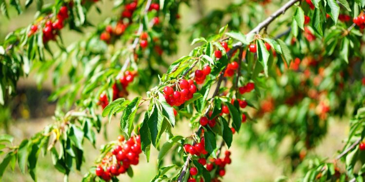 Árvore compacta que dá fruto e não levanta piso vai conquistar quem mora em casa pequena