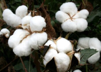 Rei do Algodão, que já foi milionário, tem falência decretada oficialmente